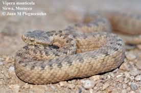 Image result for Subularia monticola