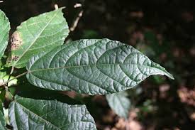 Image result for Mildbraedia carpinifolia