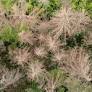 Germany's Forest Health Stabilizes Amid Ongoing Drought Damage Recovery