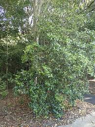 Image result for Elaeodendron