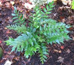 Image result for Cyrtomium