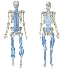 Facebook Twitter Google Pinterest Linkedin Video Series From Tom Myers About Fascial Training Tip 1 Vectors Facebook Twitte Fascia Anatomy What Is Fascia
