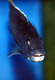 There's south american cichlids, malawi cichlids, tanganyika cichlids, central american cichlids… dwarf cichlids, huge cichlids… aggressive cichlids, docile cichlids and so much more. Champsochromis Caeruleus Malawi Trout Seriously Fish