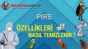 Pire Turleri Neler Pire Zehirli Mi Nasil Kurtulurum Ilaclama Com Tr