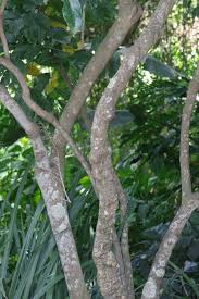 Image result for Deinbollia