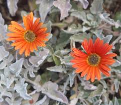 Image result for Arctotis