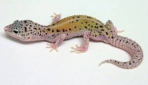 Morph Guide For Leopard Geckos Wiki Reptiles Amino