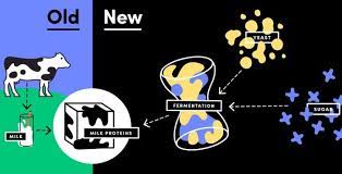 Is a food technology startup company based in berkeley, california, that has developed processes of creating dairy proteins, including casein and whey, by fermentation in microbiota, specifically from trichoderma fungi in bioreactors, instead of extraction from bovine milk. Cellular Agriculture Perfect Day Ceo Talks Vegan Dairy At The 2018 Ift Show