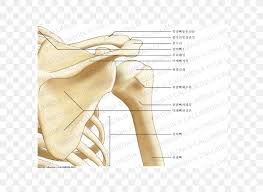You can see the glenoid cavity of the scapula here. Shoulder Joint Anatomy Bone Scapula Png 600x600px Watercolor Cartoon Flower Frame Heart Download Free