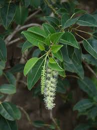 Image result for Phytolacca dioica