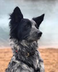 Blue Heeler Border Collie Aww Download blue border collie for firefox. blue heeler border collie aww