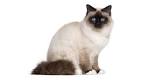 List of Cat Breeds | Petfinder