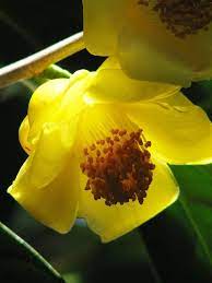 camellia chrysantha arbuste belles fleurs fleurs