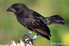  wet season activity may reduce seeds. Galapagos Finches Caught In Act Of Becoming New Species Bbc News