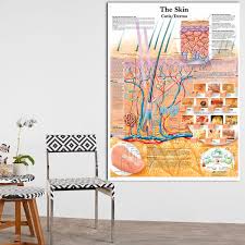 2019 Anatomy Dissection Skin Anatomical Charts Posters Laminated Canvas Print Wall Pictures For Medical Education Home Decor No Frame From