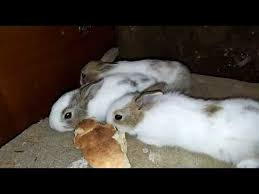 في ضيافة بيت الأرانب تتجول بكل حرية rabbit animals