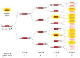 Pcr Bioninja