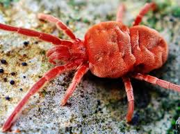 Image result for red mite