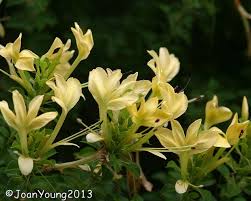 Image result for Barleria holubii