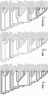 Image result for Centemopsis trinervis