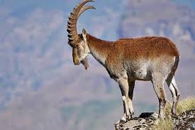 Последние твиты от animal planet (@animalplanet). Uzivatel Addis Fortune Na Twitteru Heineken Launched A Campaign To Fund Conservation Efforts In Simien Mountains To Promote The Preservation Of Endemic And Endangered Animals That Reside There Like The Face Of