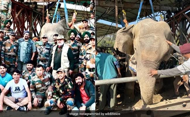 Operation Moti: Indian Army Engineers Team Up With NGO To Save 35-Year-Old Elephant