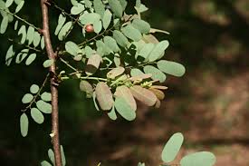 Image result for Phyllanthus ovalifolius