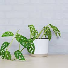 We did not find results for: 9 Types Of Money Plant Pothos Plant Varieties In India India Gardening