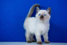 Birman Kittens For Sale Near Me Ragdoll Kittens For Sale Near Me Buy Ragdoll Kitten Ragdoll Kittens For Sale Ragdoll Kitten Kittens