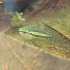 2 Females Live Wild Betta Smaragdina Guitar Captive Us Bred Tropical Fish Betta Betta Fish Tropical Fish