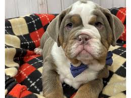 Chocolate tri merle available for stud ,two year old proven producer of lilacs merles chocolate and blue, you want colors this boy got it. English Bulldog Dog Male Lilac Tri Colored 2886001 Petland Hoffman Estates