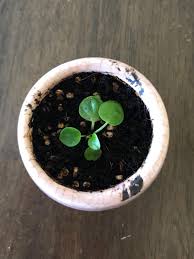 Pilea peperomioides , the chinese money plant2 or missionary plant,3 is a species of flowering plant in for faster navigation, this iframe is preloading the wikiwand page for pilea peperomioides. Pilea Peperomioides Pup In Pink Ceramic Pot Furniture Home Living Gardening Plants Seeds On Carousell