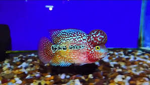 Aaa Grade Big Kok Kamfa Flowerhorn 3 Inch Direct From Thailand Ikan
