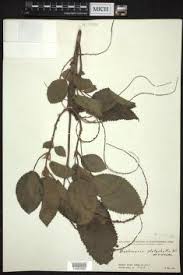 Image result for Boehmeria macrophylla