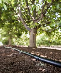 Fruit trees and other plants need water to give a good fruit set. Guidelines For Efficient Irrigation After Drip Irrigation Installation