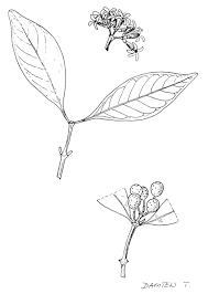 Image result for Olinia rochetiana