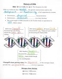 Label the following on the diagram: Dna Structure And Replication Worksheet Dna Structure And Replication Worksheet Dna Replication What Is The First Step In The Process Of Dna Replication Kumpulan Alamat Grapari Telkomsel Dan Alamat Bank