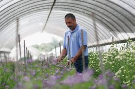 Maybe you would like to learn more about one of these? Flower Growers Plan New Tactics In Battle Against Imports