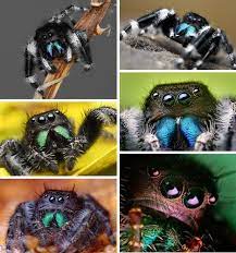 Phidippus Audax Is Another Jumping Spider Commonly Found In North America These Typically Black With S Beautiful Bugs Jumping Spider Macro Photography Insects