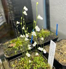 Image result for Utricularia sp.no.1