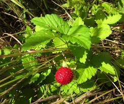 Image result for Duchesnea indica