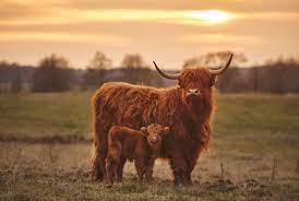 More Than Just Cute All About The Highland Coo Kilts N Stuff Com