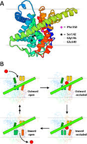 Homology model of a NupC protomer and cartoon representation of a... |  Download Scientific Diagram