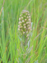 Image result for Cyphia gamopetala