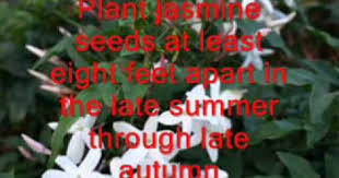 Jasmine National Flower Of Pakistan Flowers Pakistan Urdu National