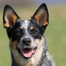 Australian cattle dogs are stocky and muscular, yet very fast and agile. 10 Australian Dog Breeds For Aficionados