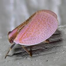 Image result for Acalypha bipartita