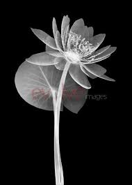 Black And White Water Lily Flower Tattoo Evolve Images Llc Water Lily And Leaf X Ray White On Black Black And White Pictures Water Lily Flowers
