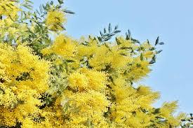 Image result for Acacia dealbata
