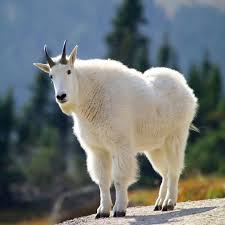 This Is A Mountain Goat Also Known As The Rocky Mountain Goat They Are Relatives To True Goats But Are Actually In The Antelope Fam Mountain Goat Goats Pets